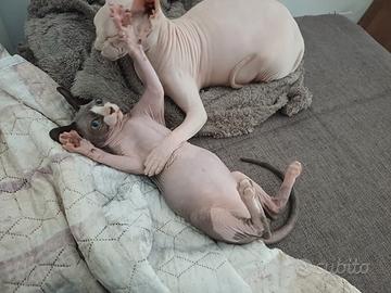 Cucciolo di Sphynx