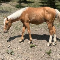 Puledro Quarter Horse 2024