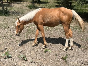Puledro Quarter Horse 2024