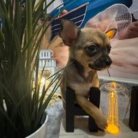 Chihuahua toy femmina fulva