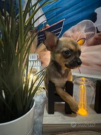 Chihuahua toy femmina fulva