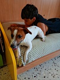 Cane da monta
