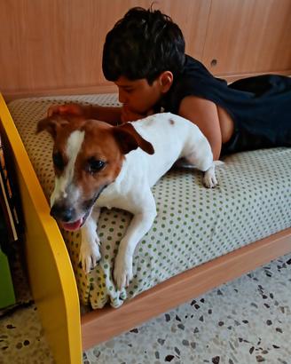 Cane da monta