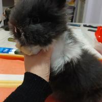 Coniglio nano testa di leone