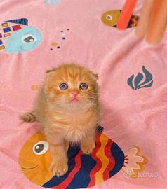 Scottish Fold
