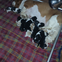 Cuccioli bassethound