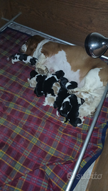 Cuccioli bassethound