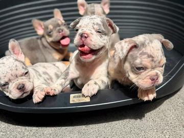 Cuccioli di bulldog francese lillac