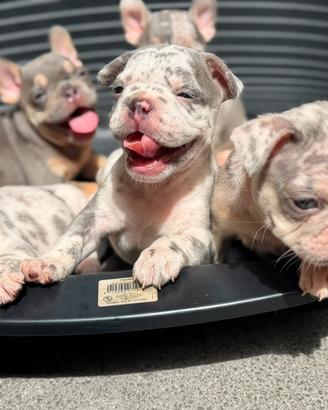 Cuccioli di bulldog francese lillac