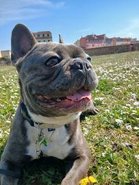 Bulldog Francese per monta