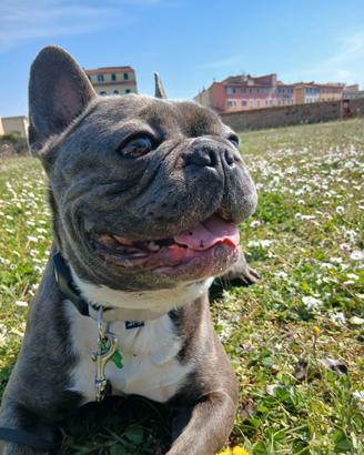 Bulldog Francese per monta