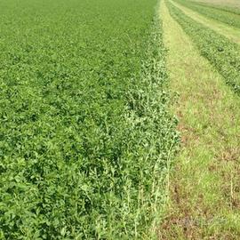 3 ettari di campo in un lotto