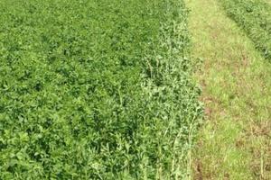 3 ettari di campo in un lotto