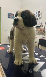 Ultimi cuccioli di San Bernardo