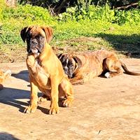 Cuccioli di boxer