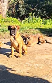 Cuccioli di boxer
