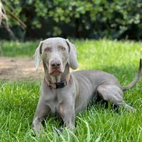 Weimaraner per monta
