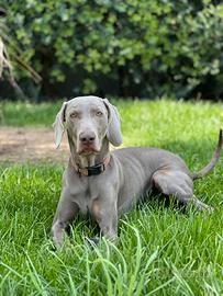 Weimaraner per monta