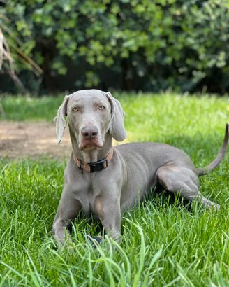 Weimaraner per monta