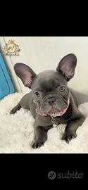 Baby principessa bulldog francese total blu