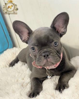 Baby principessa bulldog francese total blu