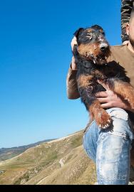 Jagd terrier