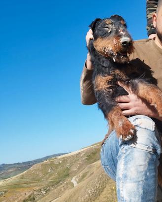 Jagd terrier