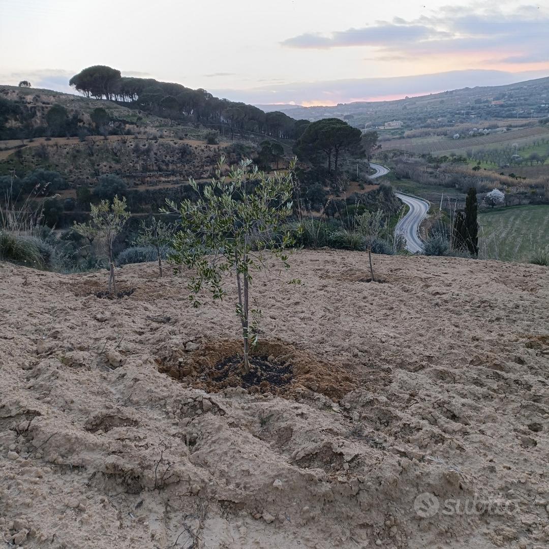 Terreno Agricolo in contrada Prato - Vista 5