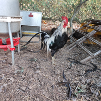 (Onagadori)Gioiosa Marea