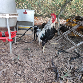 (Onagadori)Gioiosa Marea