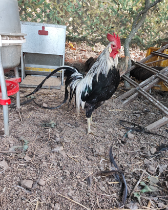 (Onagadori)Gioiosa Marea