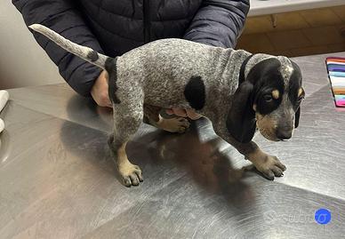 Petit Bleu de Gascogne