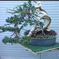Bonsai di ginepro Sabina