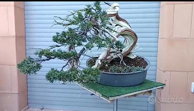 Bonsai di ginepro Sabina