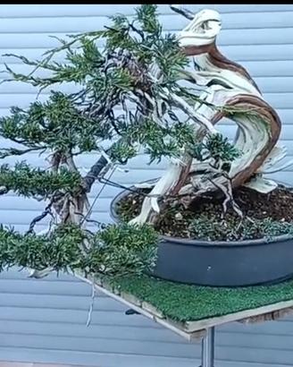 Bonsai di ginepro Sabina