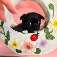 Cucciolo di chihuahua mini femmina con pedigree