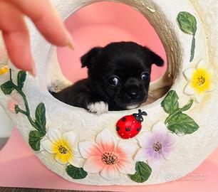 Cucciolo di chihuahua mini femmina con pedigree