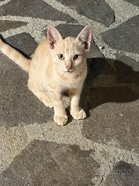 Gattini 3 mesi