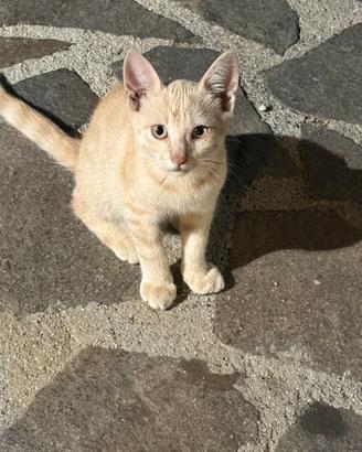 Gattini 3 mesi