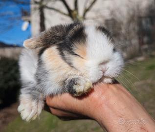 Conigli ariete minilop