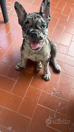 Bull dog esotico