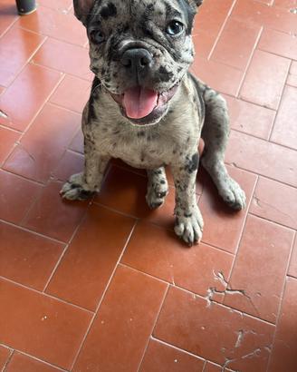 Bull dog esotico