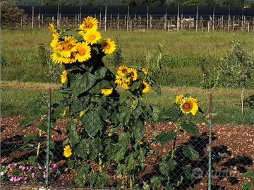 Appartamento o indipendente