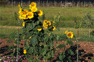 Appartamento o indipendente