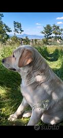 Labrador maschio x accoppiamento