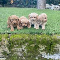 Cuccioli di Maltipoo