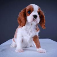 Cavalier king Cuccioli arancio