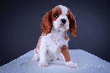 Cavalier king Cuccioli arancio