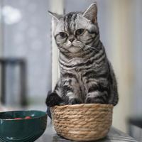 British Shorthair con pedigree