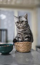 British Shorthair con pedigree
